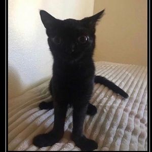 Meet your Posher, Simon